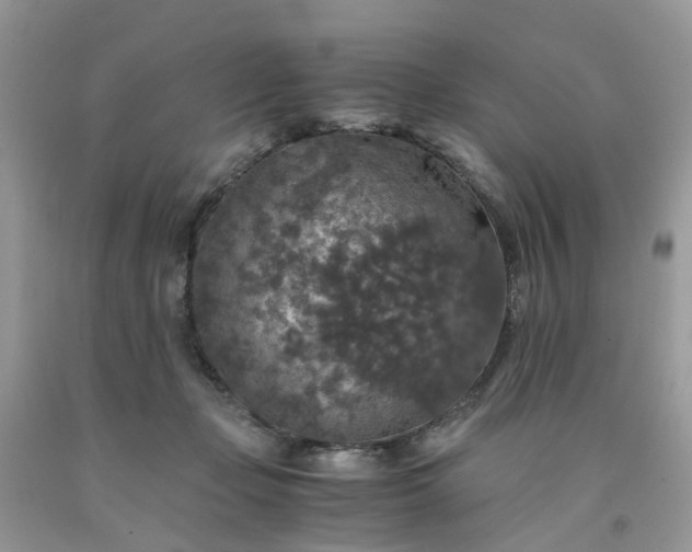 X0000091680365200709061109