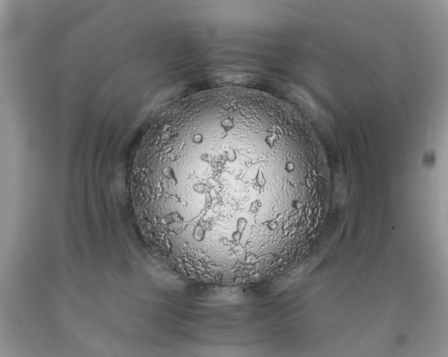 X0000091680377200709061109