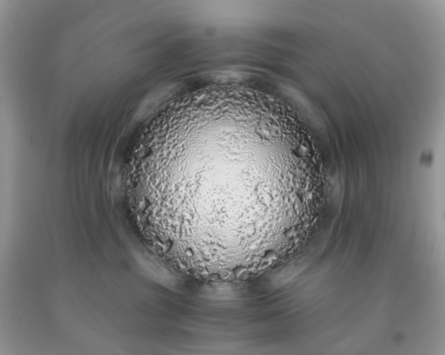X0000091680381200709061109