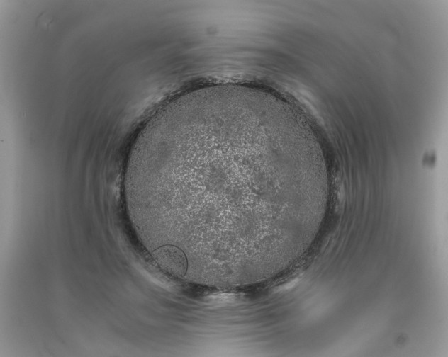 X0000091680499200709061107