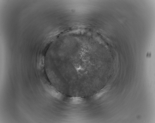 X0000091680528200709061107