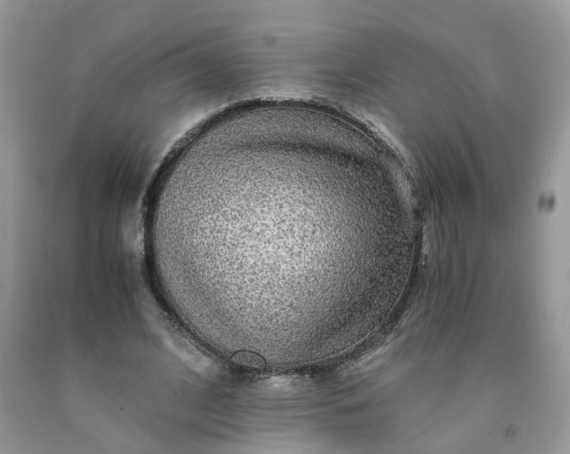 X0000091680584200709061106