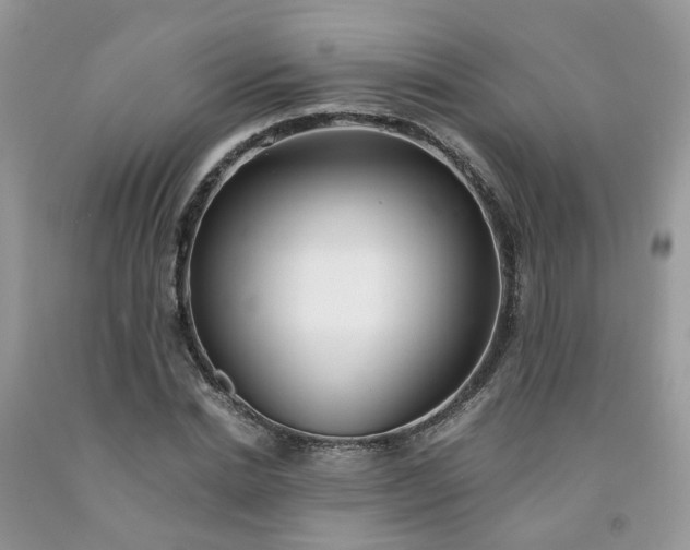 X0000091680830200709061102