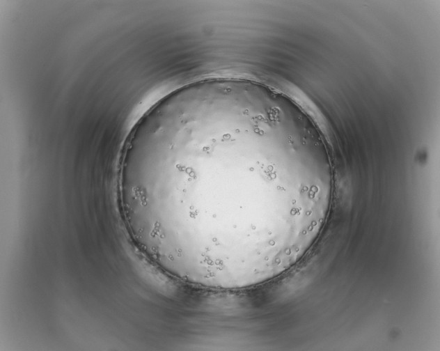 X0000091681002200709061100