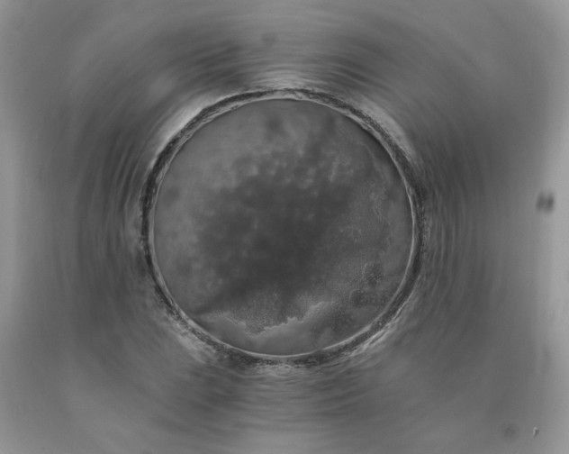 X0000091681023200709061059