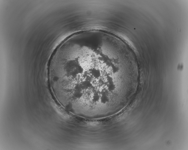 X0000091681031200709061059