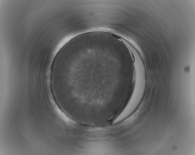 X0000091681054200709061100