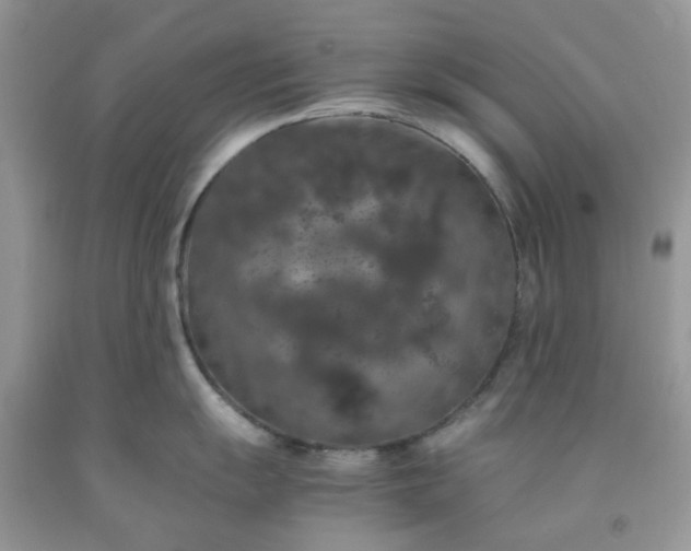 X0000091681055200709061100