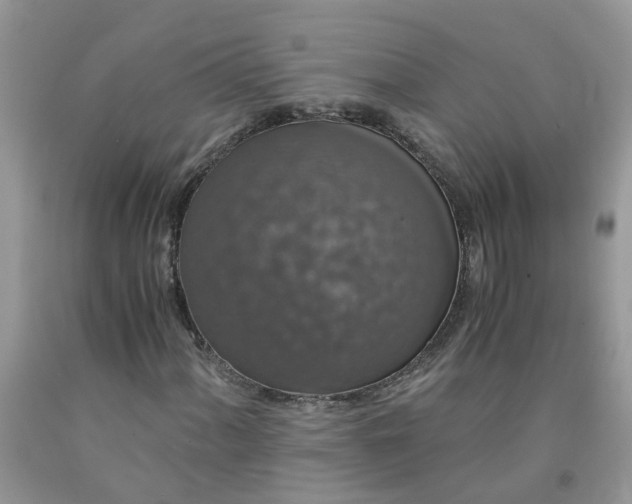 X0000091681060200709061059