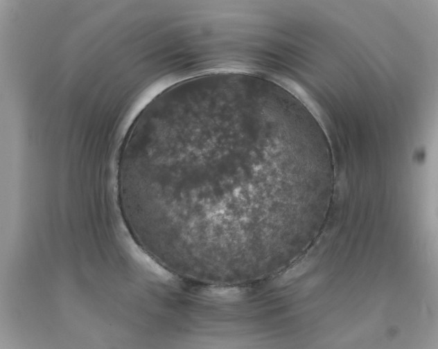 X0000091681243200709061057