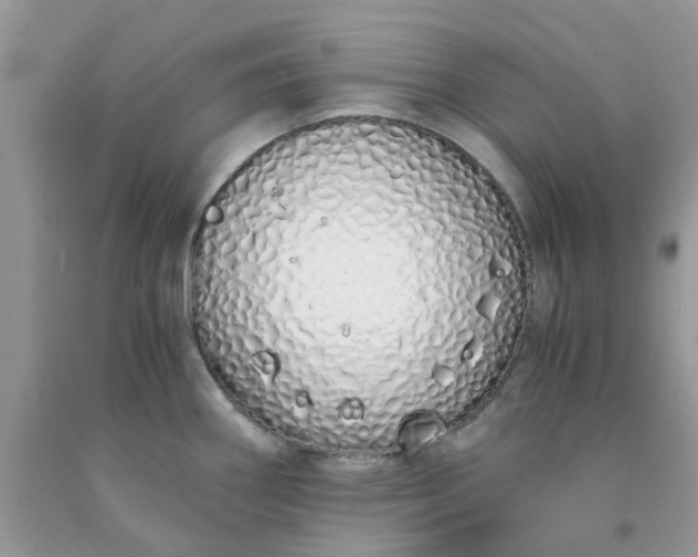 X0000091681290200709061056