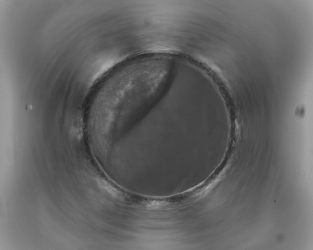 X0000091681306200709061055