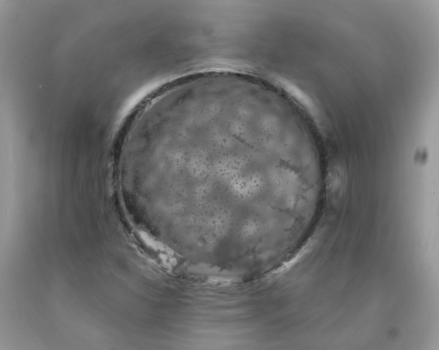 X0000091681310200709061055