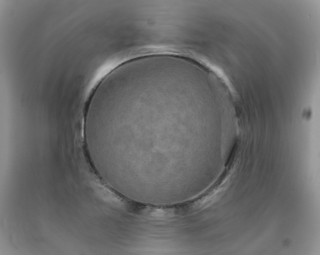 X0000091681365200709061055