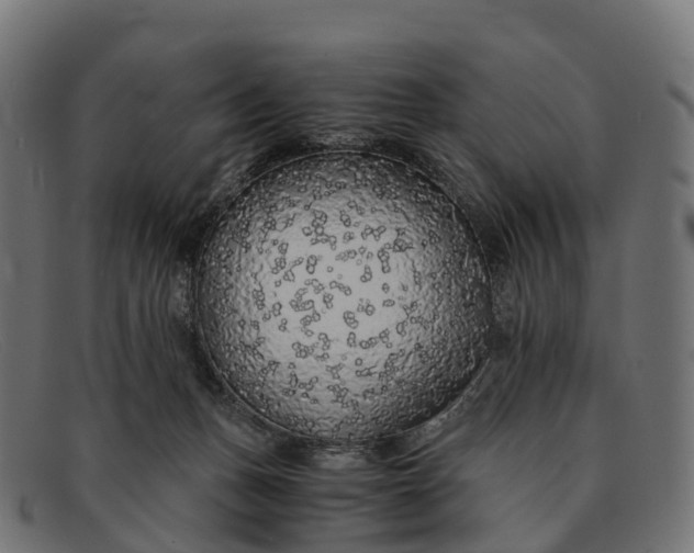 X0000091680175200709131554