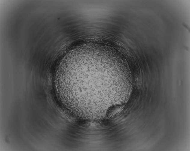 X0000091680662200709131548