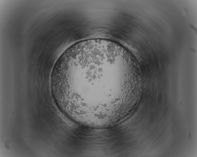 X0000091681423200709131539