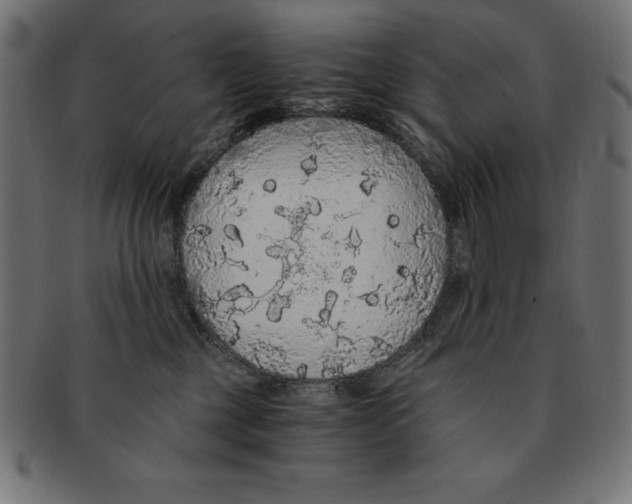 X0000091680377200709201243