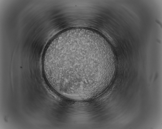 X0000091680840200709201237