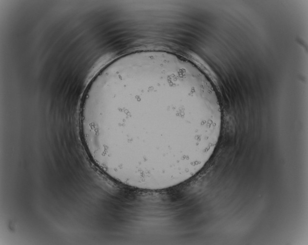 X0000091681002200709201235