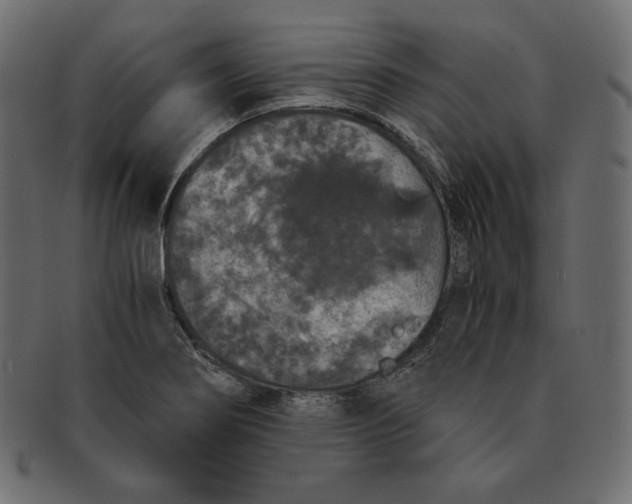 X0000091681274200709201231