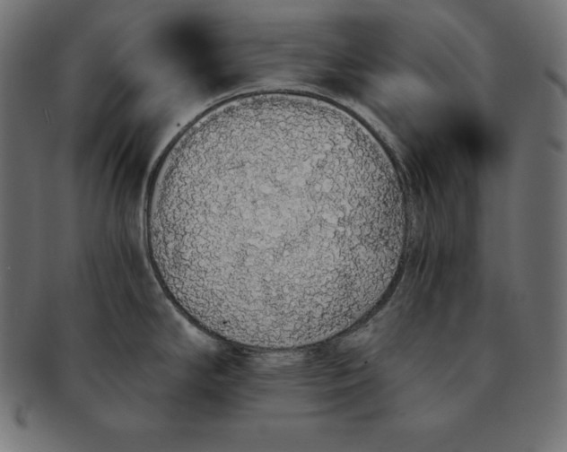 X0000091681294200709201231