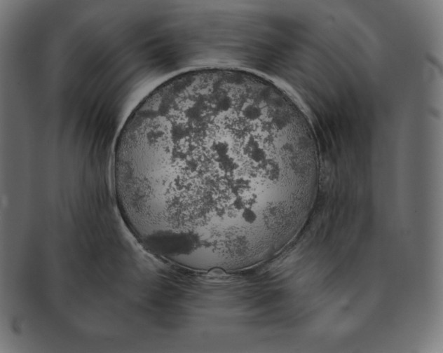 X0000091681295200709201231