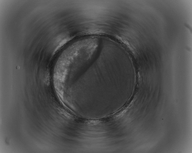 X0000091681306200709201231