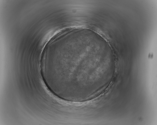 X0000091690002200709061134