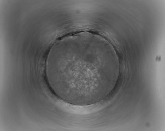 X0000091690030200709061134