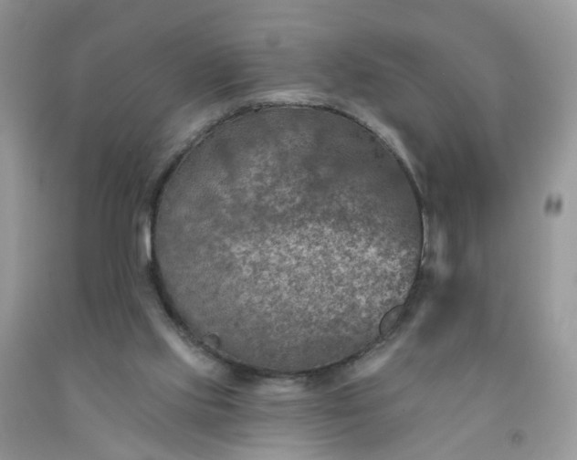 X0000091690061200709061133