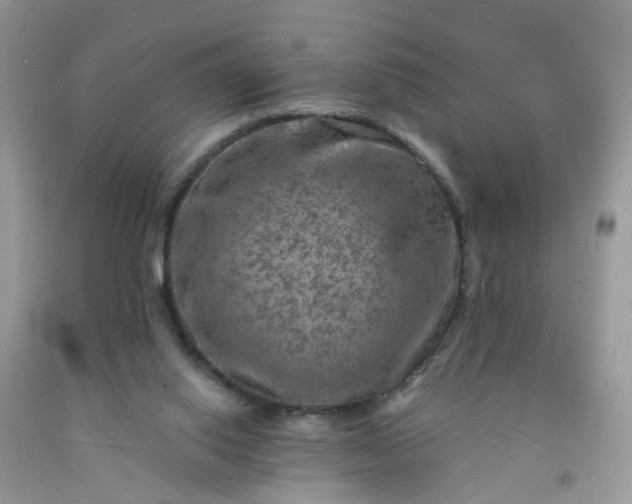 X0000091690062200709061133