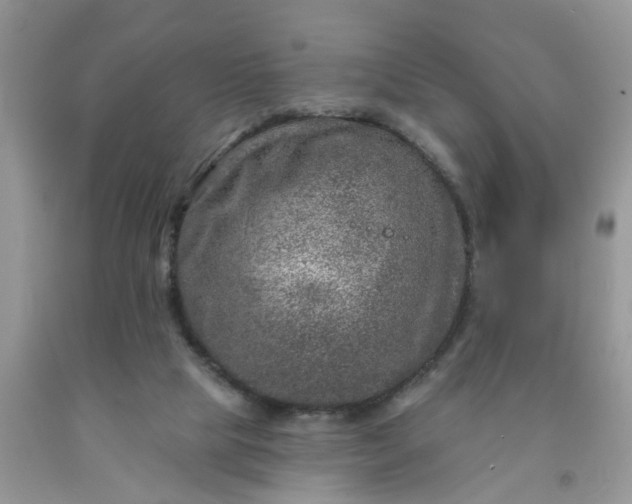 X0000091690065200709061133