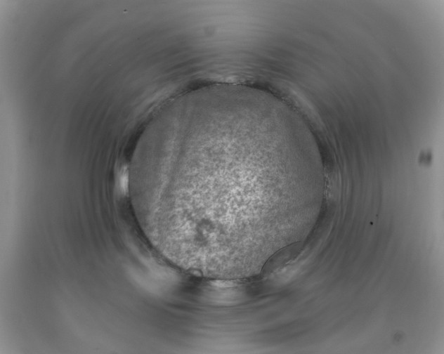 X0000091690095200709061134