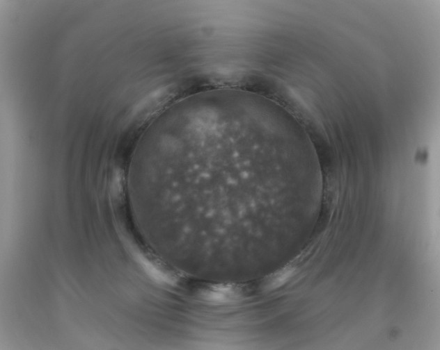 X0000091690130200709061133