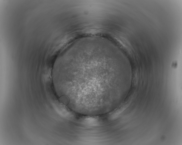 X0000091690236200709061131