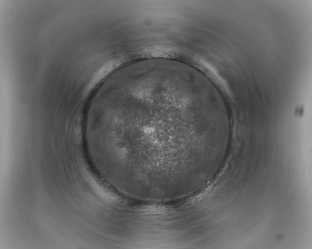 X0000091690250200709061131