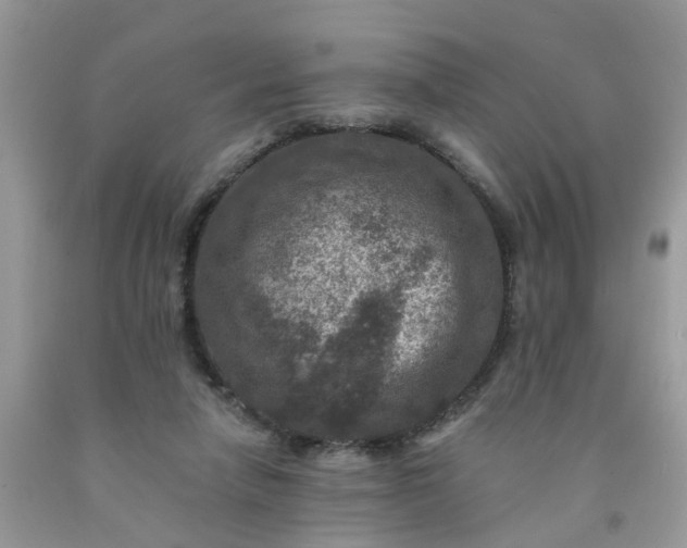 X0000091690258200709061131