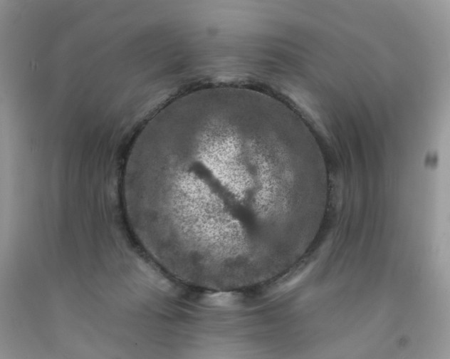 X0000091690269200709061131