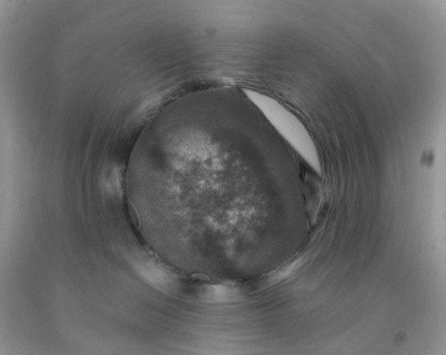 X0000091690286200709061131