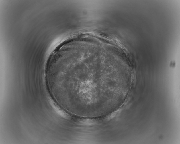 X0000091690293200709061131