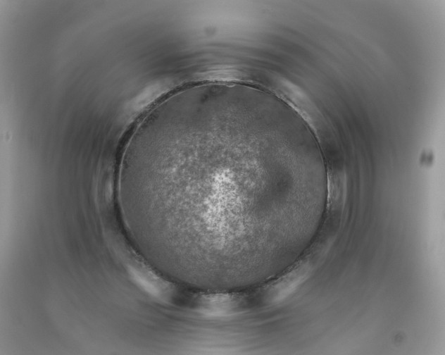 X0000091690301200709061130