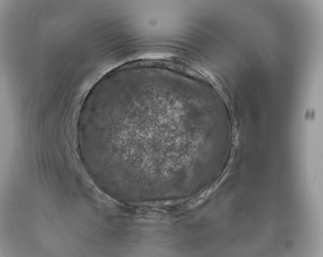 X0000091690337200709061129