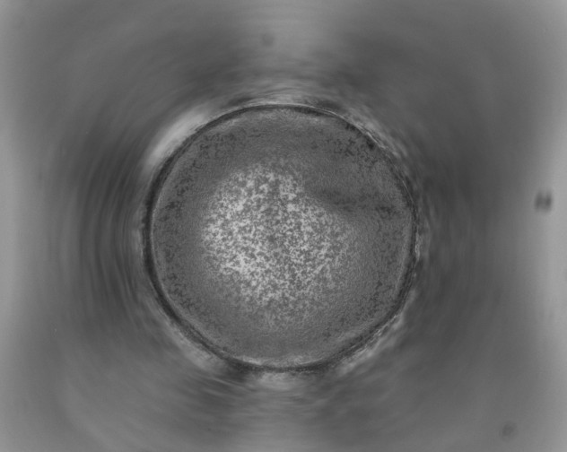 X0000091690341200709061129