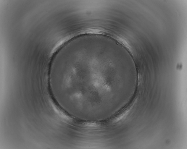 X0000091690349200709061130