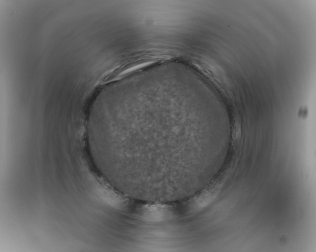 X0000091690367200709061130