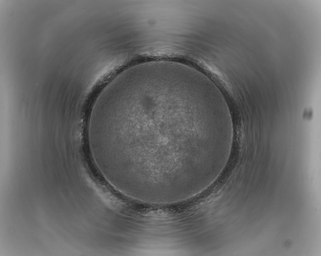 X0000091690735200709061124