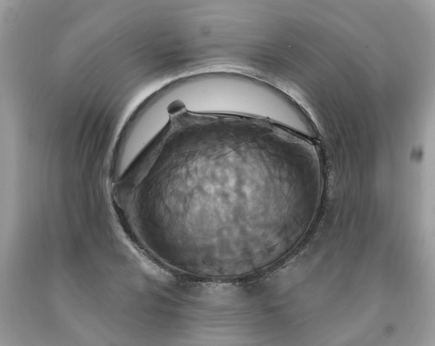 X0000091691024200709061121