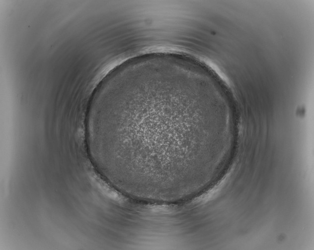 X0000091691025200709061121