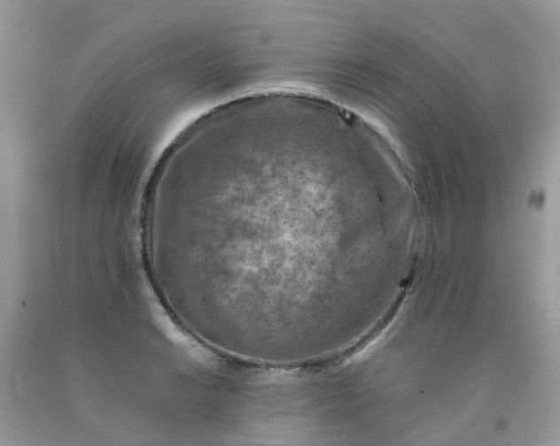 X0000091691038200709061121